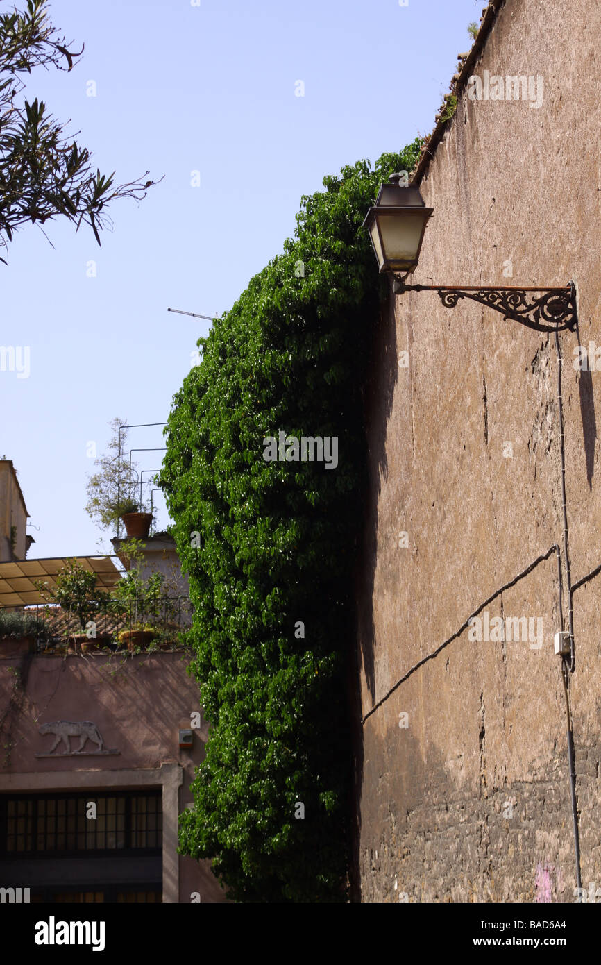 Old wall with creeping plant and street lamp on a street of Trastevere, Rome, Italy. Stock Photo