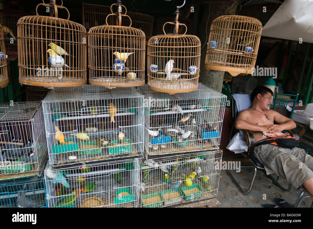 The caged bird's song hires stock photography and images Alamy