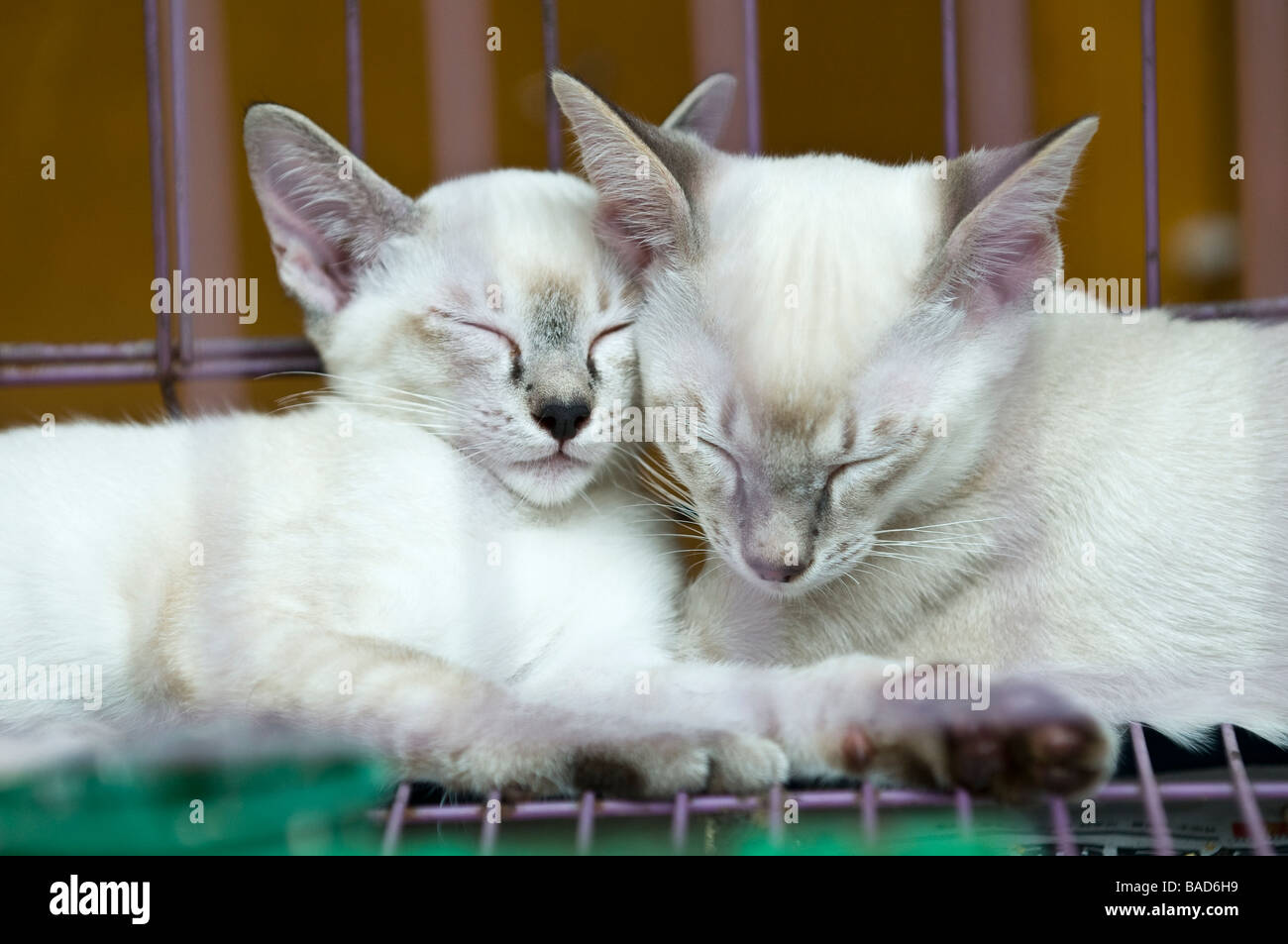 Caged sleeping kittens are for sale at the Shilihegiao Pet Market, Beijing, China Stock Photo