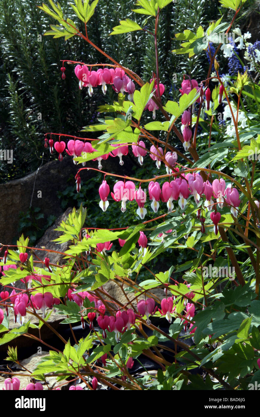 Bleeding Heart Plant, Dicentra spectabilis Stock Photo