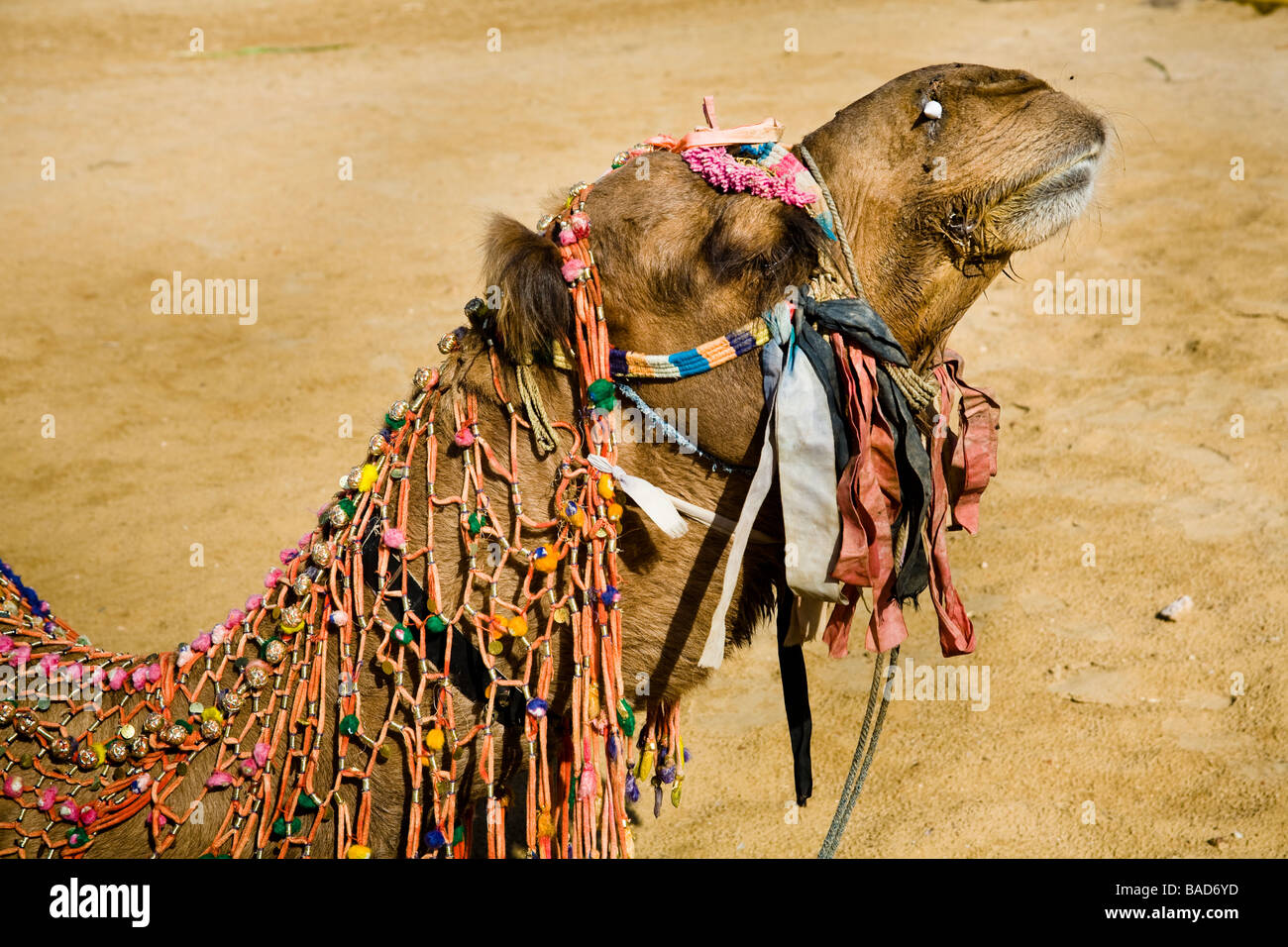Camel in the National Camel Research Centre, Jorbeer, Bikaner, Rajasthan, India Stock Photo