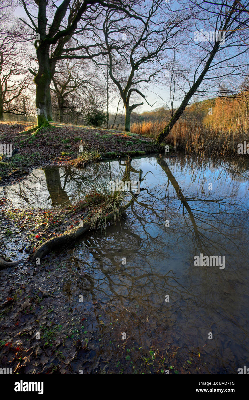 Cannop Ponds, Forest of Dean Stock Photo Alamy