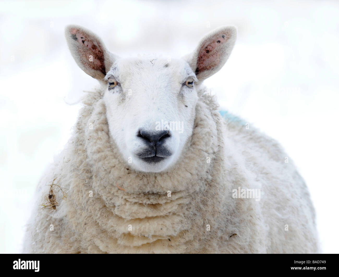 A white faced sheep photographed in the snow Stock Photo