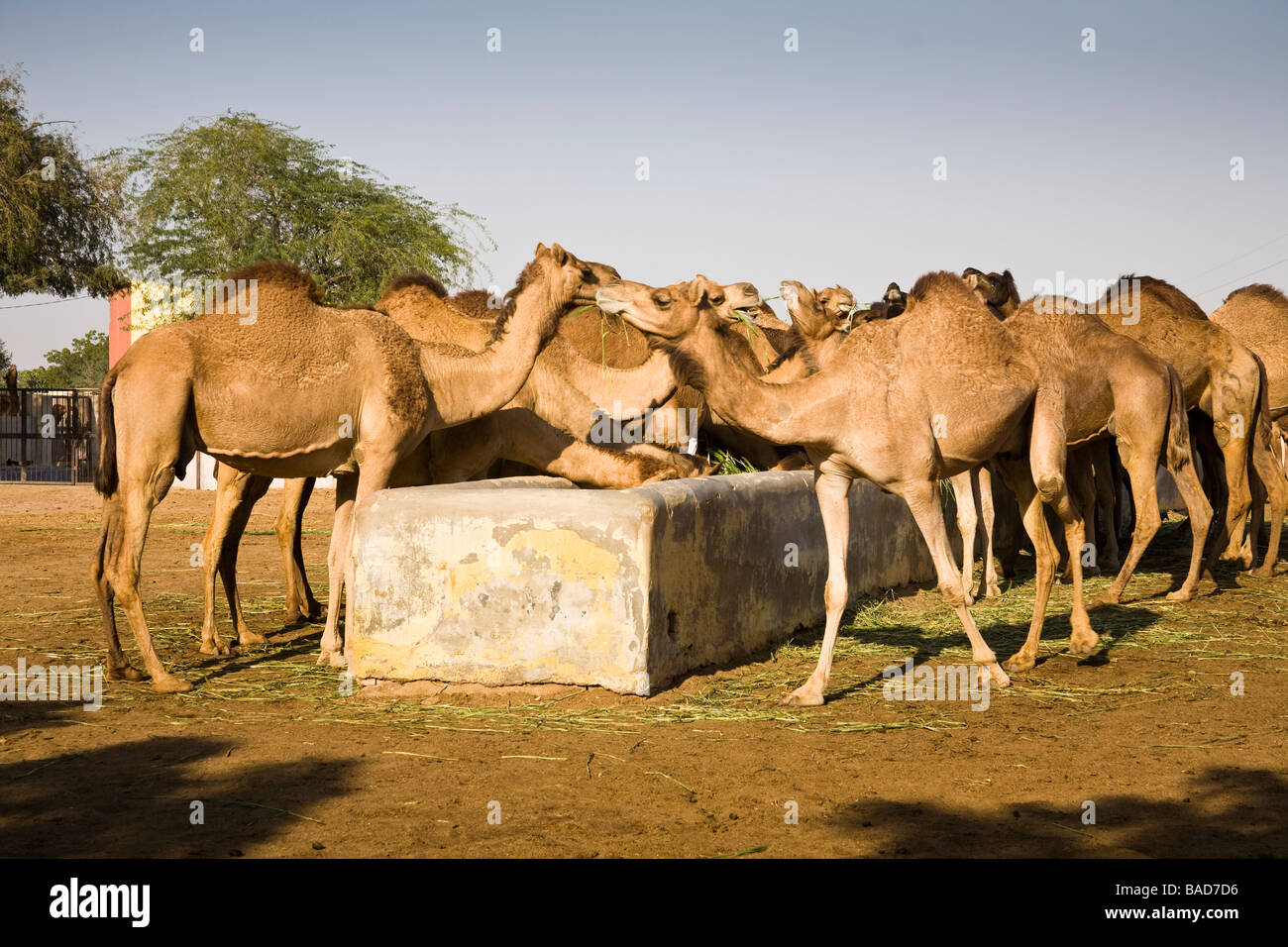 Camels feeding at the National Camel Research Centre, Jorbeer, Bikaner, Rajasthan, India Stock Photo