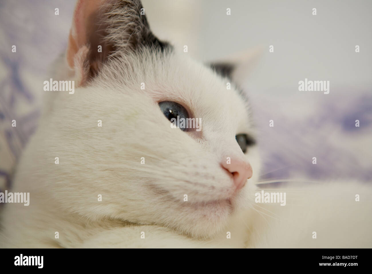 Close up of cute black and white cat Stock Photo - Alamy