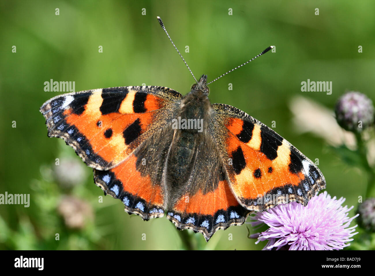 Detailed macro shot of Small Tortoiseshell Butterfly with Upper Wings on full display on Creeping Thistle Stock Photo