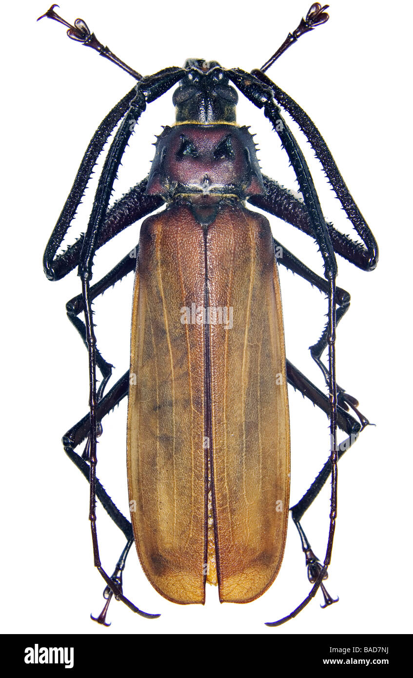 Philippine Cerambycid or longhorn beetle Stock Photo
