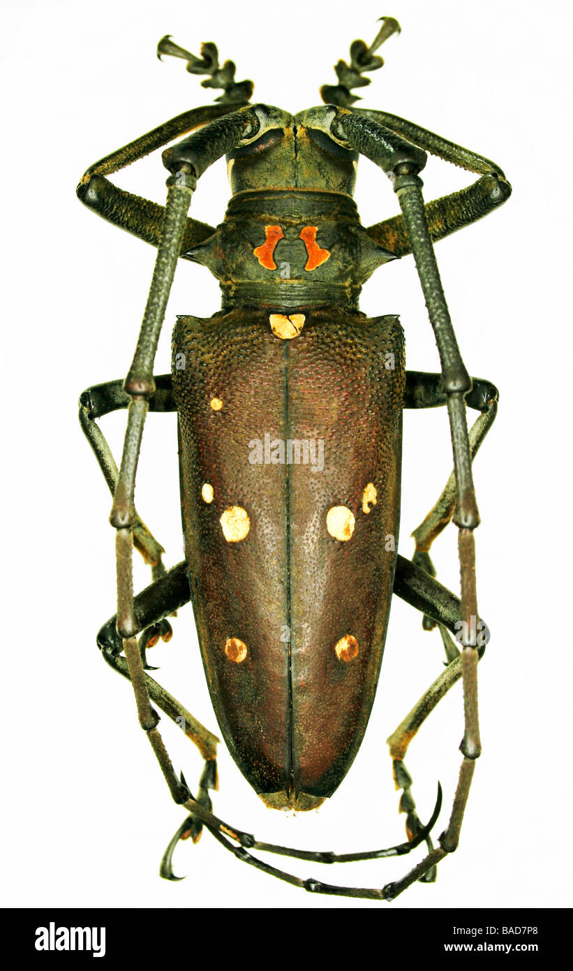 Philippine Cerambycid or longhorn beetle Stock Photo