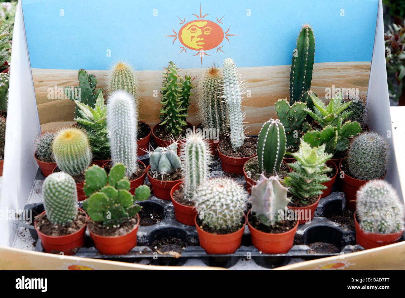 Cactus display box Stock Photo Alamy