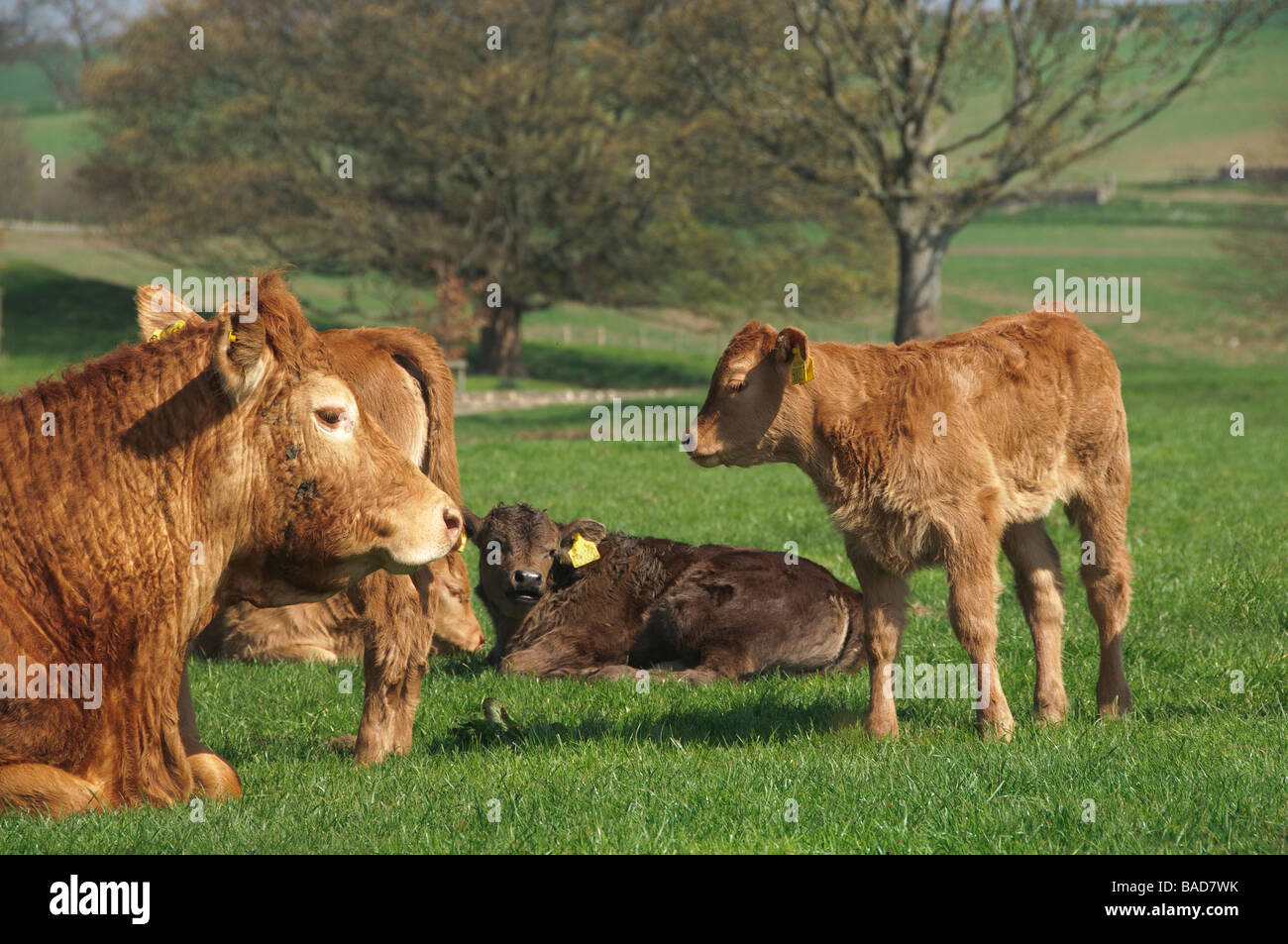 Cows and calves lying down on grass on Markenfield Farm Stock Photo Alamy