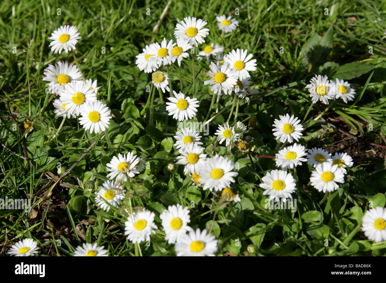 Common Daisy, Lawn Daisy or English Daisy, Bellis perennis, Asteraceae. UK Stock Photo