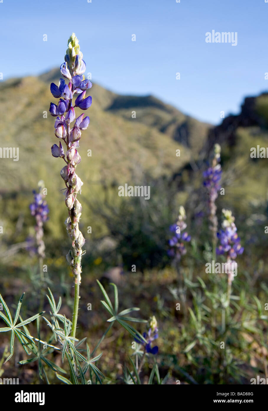 Desert Lupine also called Coulter's Lupine Lupinus sparsiflorus These were in Arizona They are a member of the Pea family Stock Photo