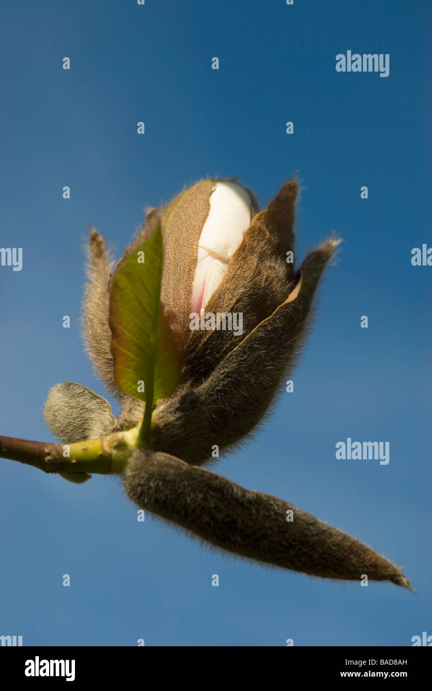 Magnolia flower bud opening hi-res stock photography and images - Alamy