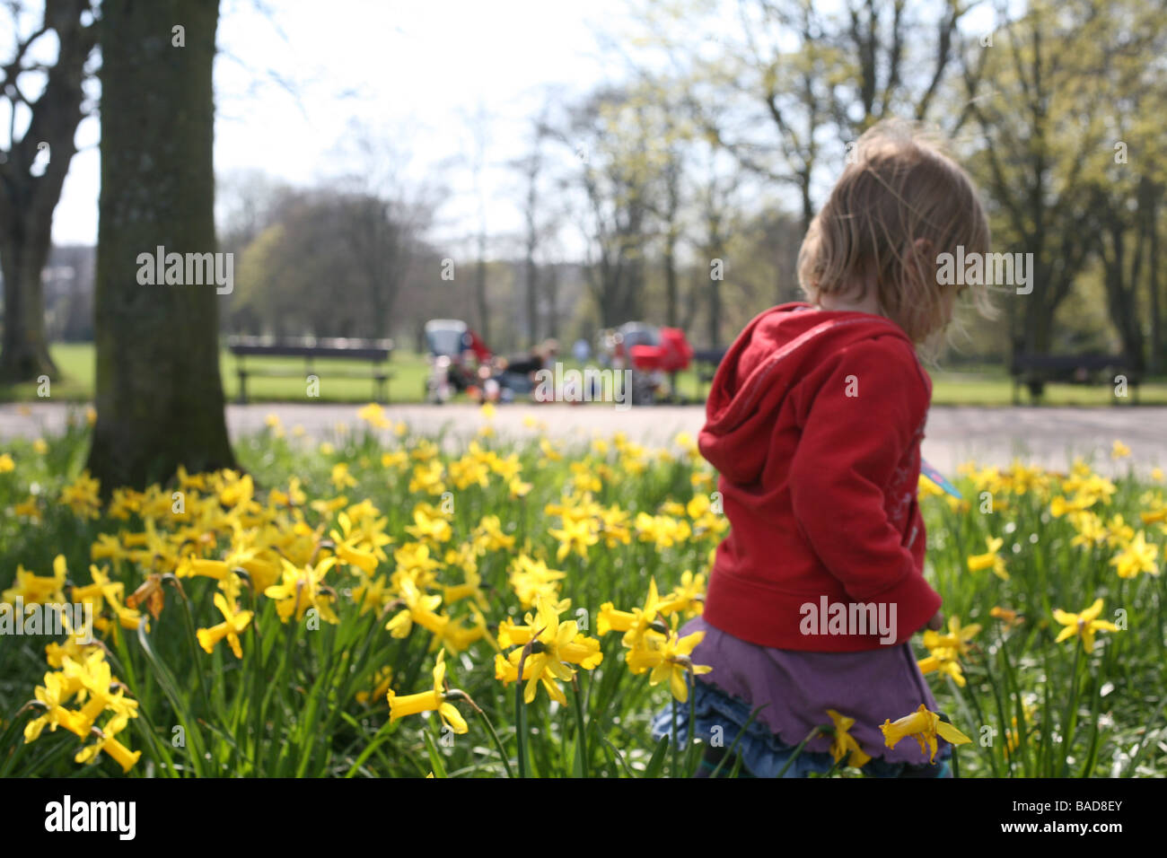 Child in daffodil field Stock Photo Alamy