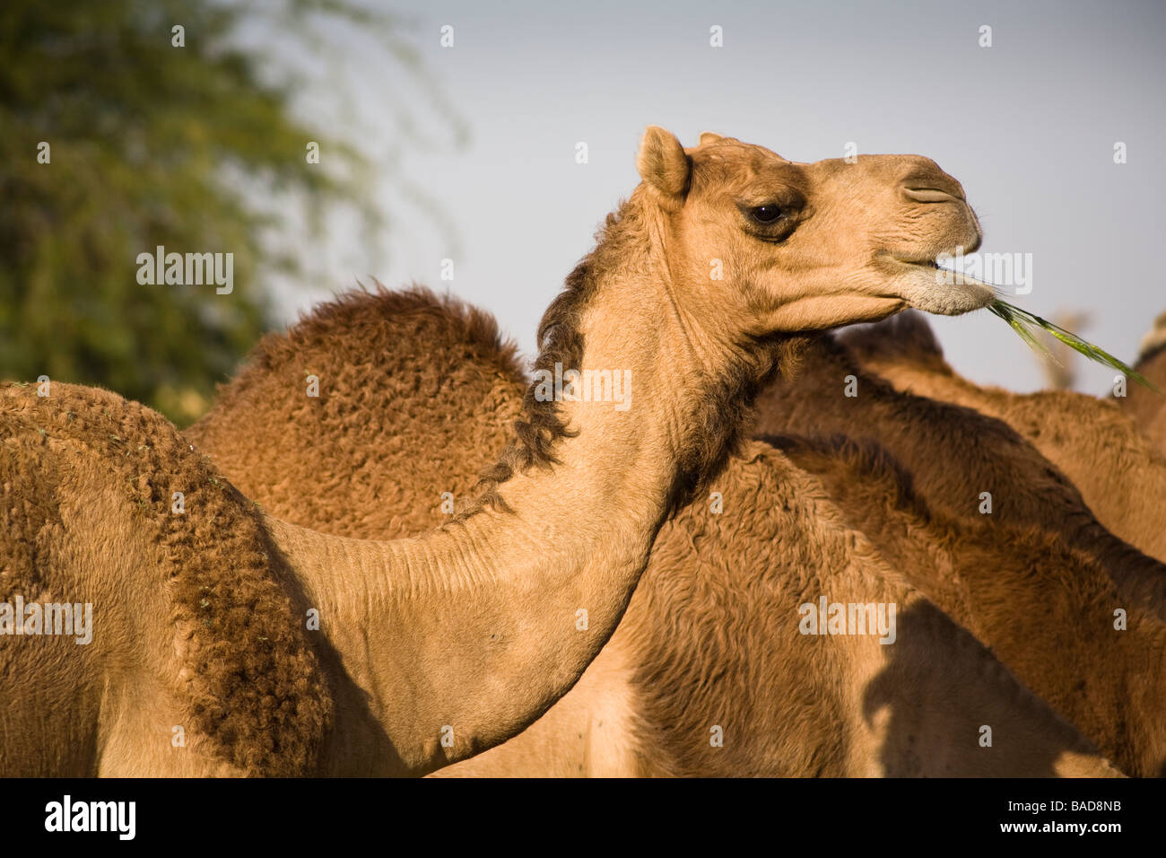 Camels at the National Camel Research Centre, Jorbeer, Bikaner, Rajasthan, India Stock Photo