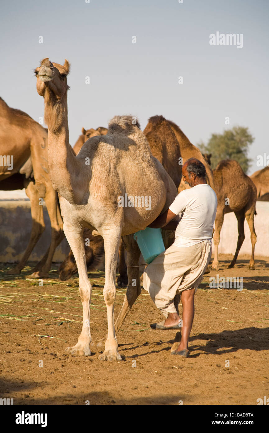 Man milking a camel at the National Camel Research Centre, Jorbeer, Bikaner, Rajasthan, India Stock Photo