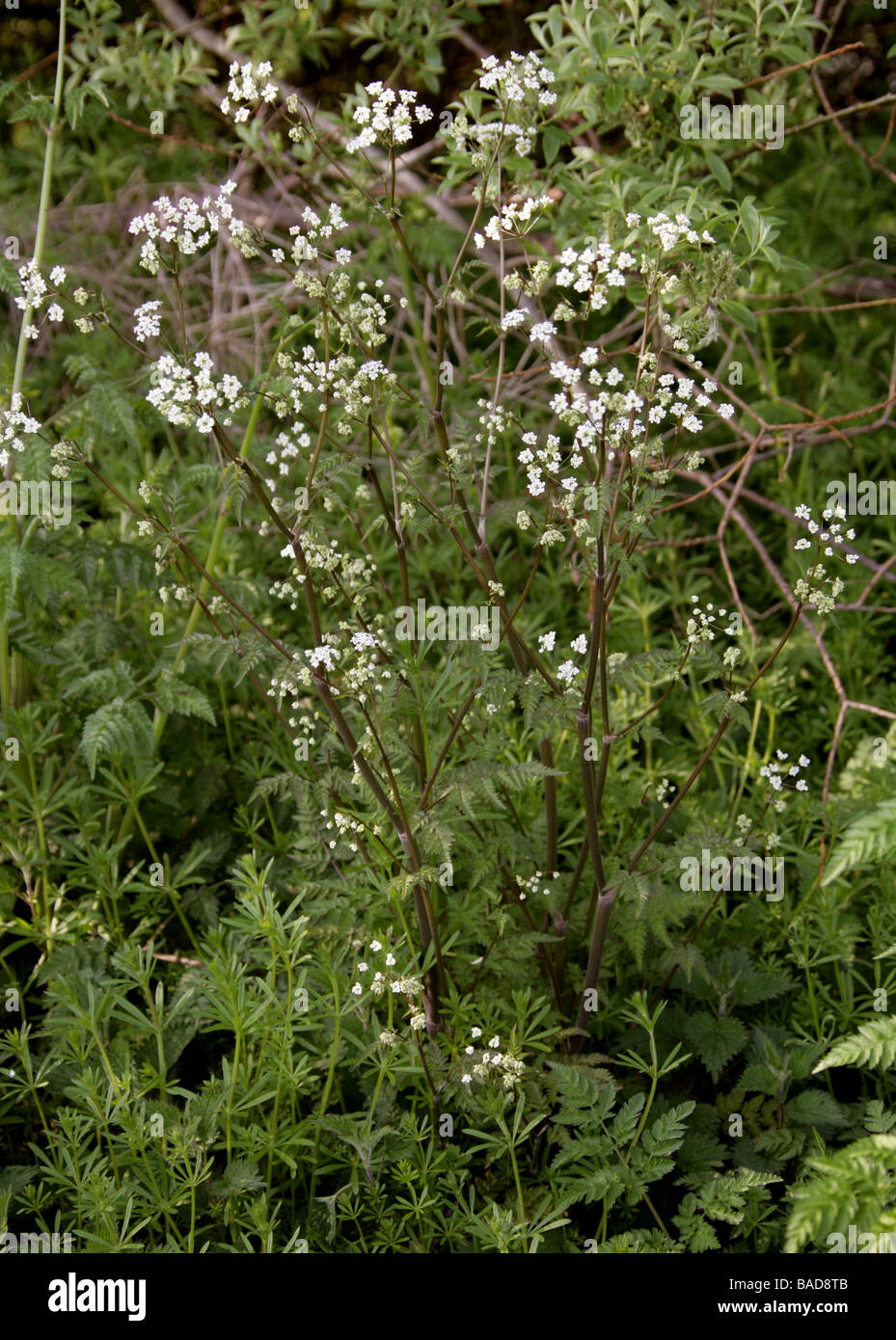 Cow Parsley Aka Wild Chervil Wild Beaked Parsley And Keck Anthriscus Sylvestris Stock Photo Alamy