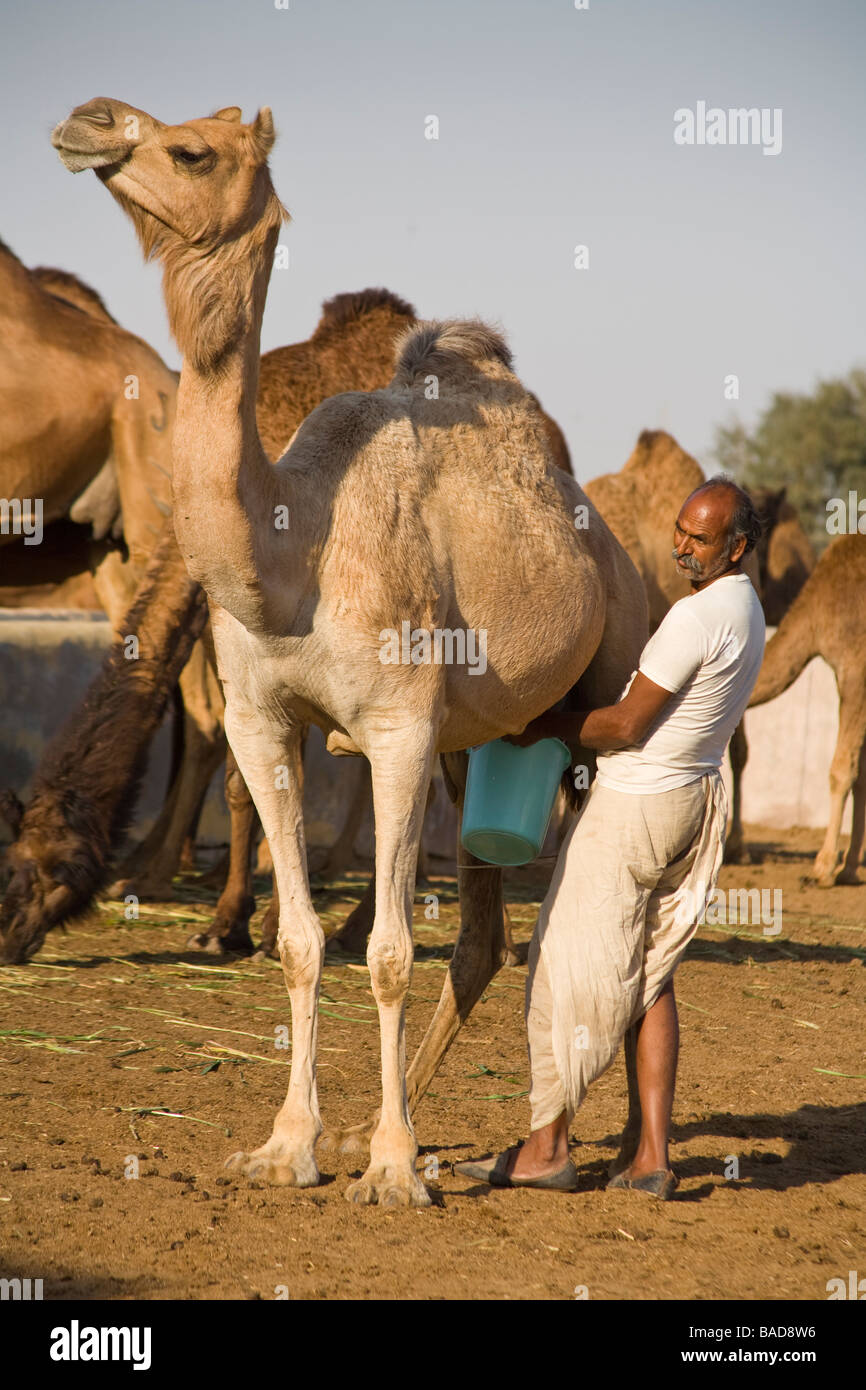 Man milking a camel at the National Camel Research Centre, Jorbeer, Bikaner, Rajasthan, India Stock Photo