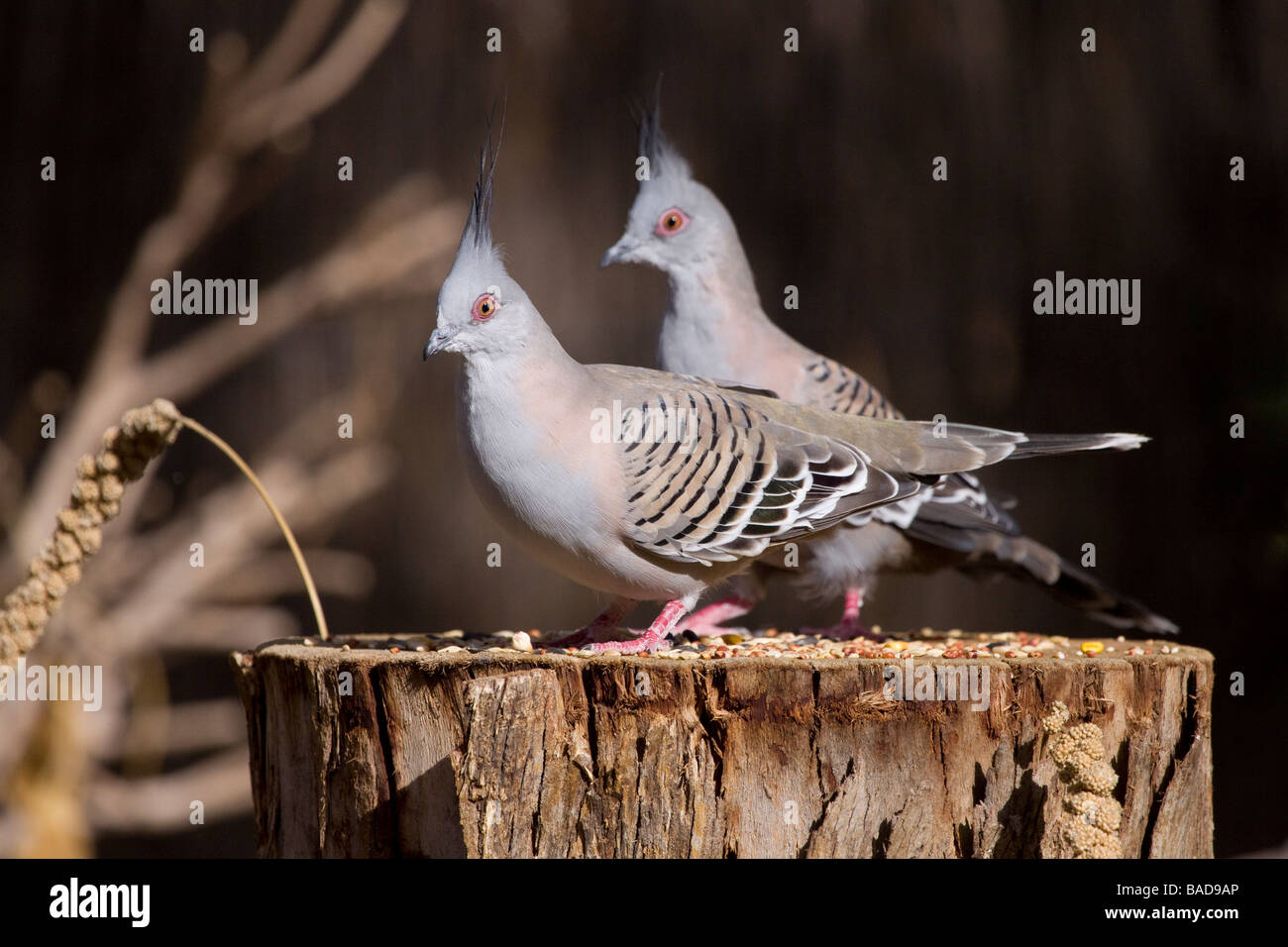 Two crested pigeons on a log Stock Photo
