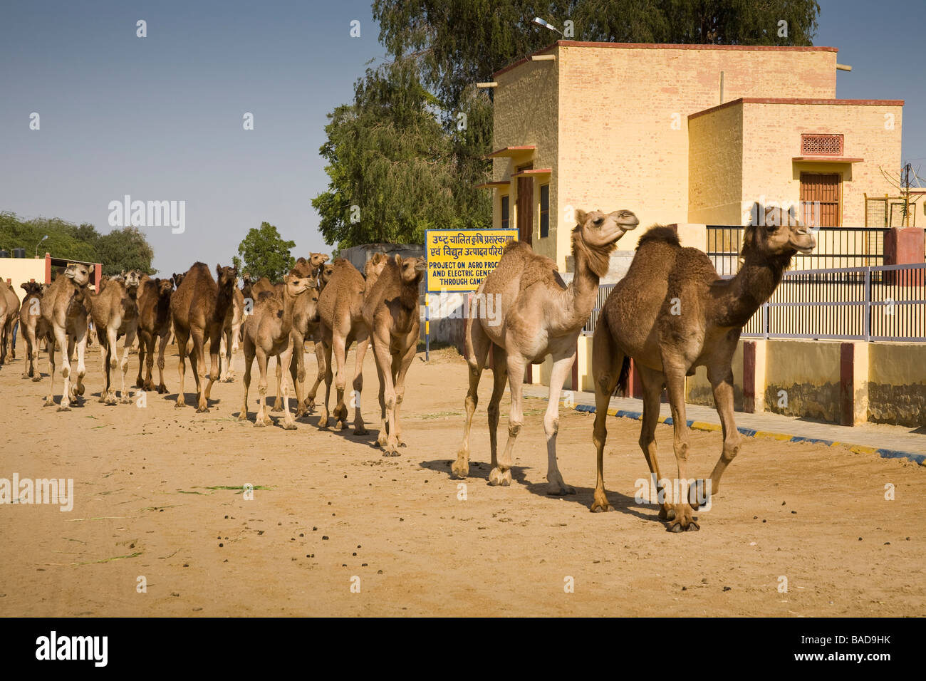 Camels returning to the National Camel Research Centre, Jorbeer, Bikaner, Rajasthan, India Stock Photo
