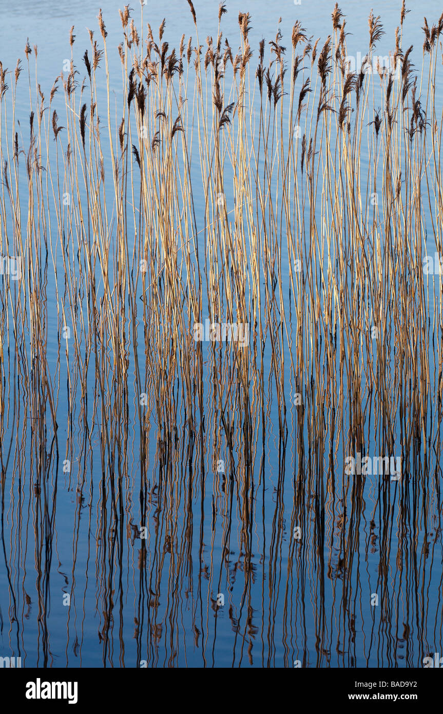 Reeds at the edge of a lake County Fermanagh Northern Ireland Stock Photo