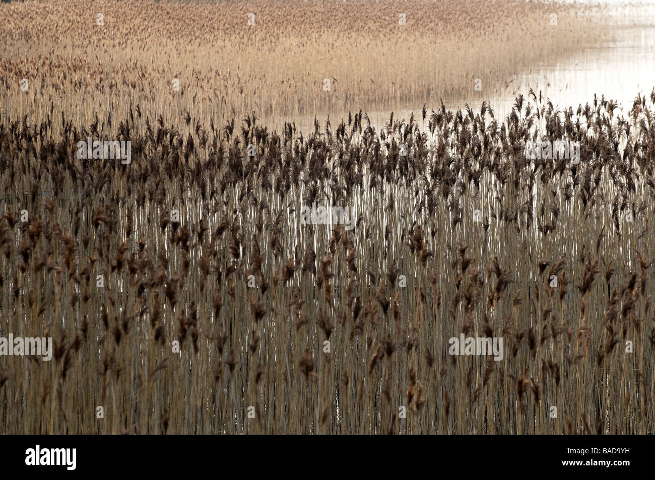 Reeds at the edge of a lake County Fermanagh Northern Ireland Stock Photo