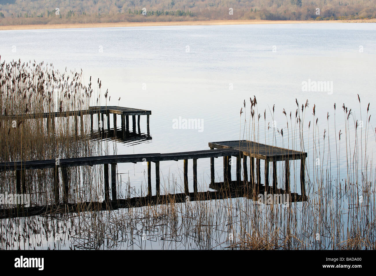 Fishing pontoon surrounded by Reeds at the edge of a lake County Fermanagh Northern Ireland Stock Photo
