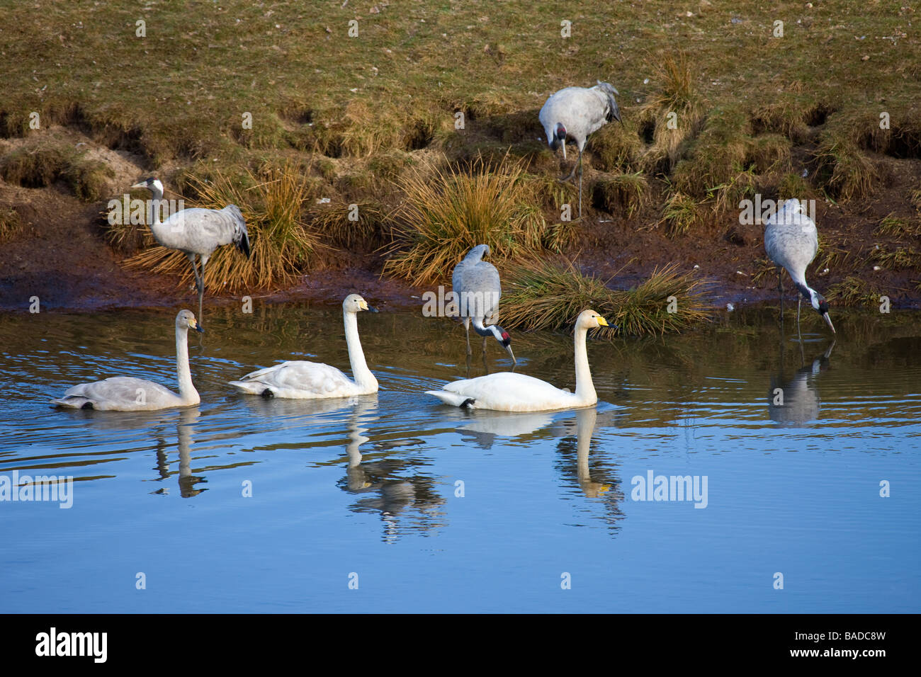 Cranes (Grus grus) coming down to drink and a family of Whooper Swans (Cygnus cygnus) Stock Photo