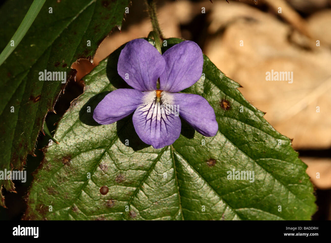 Common Dog Violet Viola riviniana Family Violaceae flower structure in detail Canon 100mm macro 1:1 Stock Photo