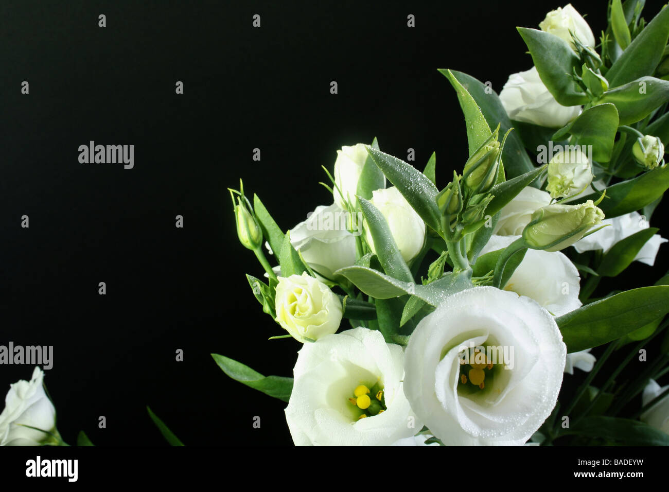 White Flowers On Black Background Stock Photo Alamy
