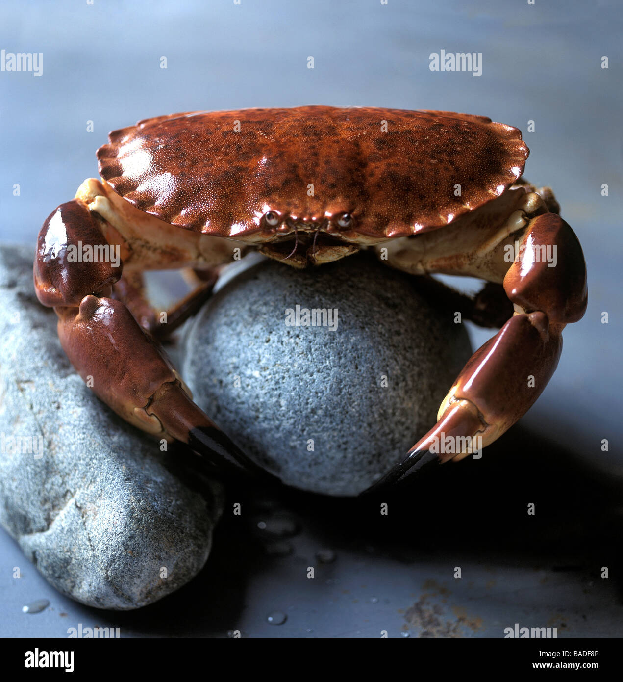 France, Finistere, crab or edible crab (design by Valerie Lhomme Stock