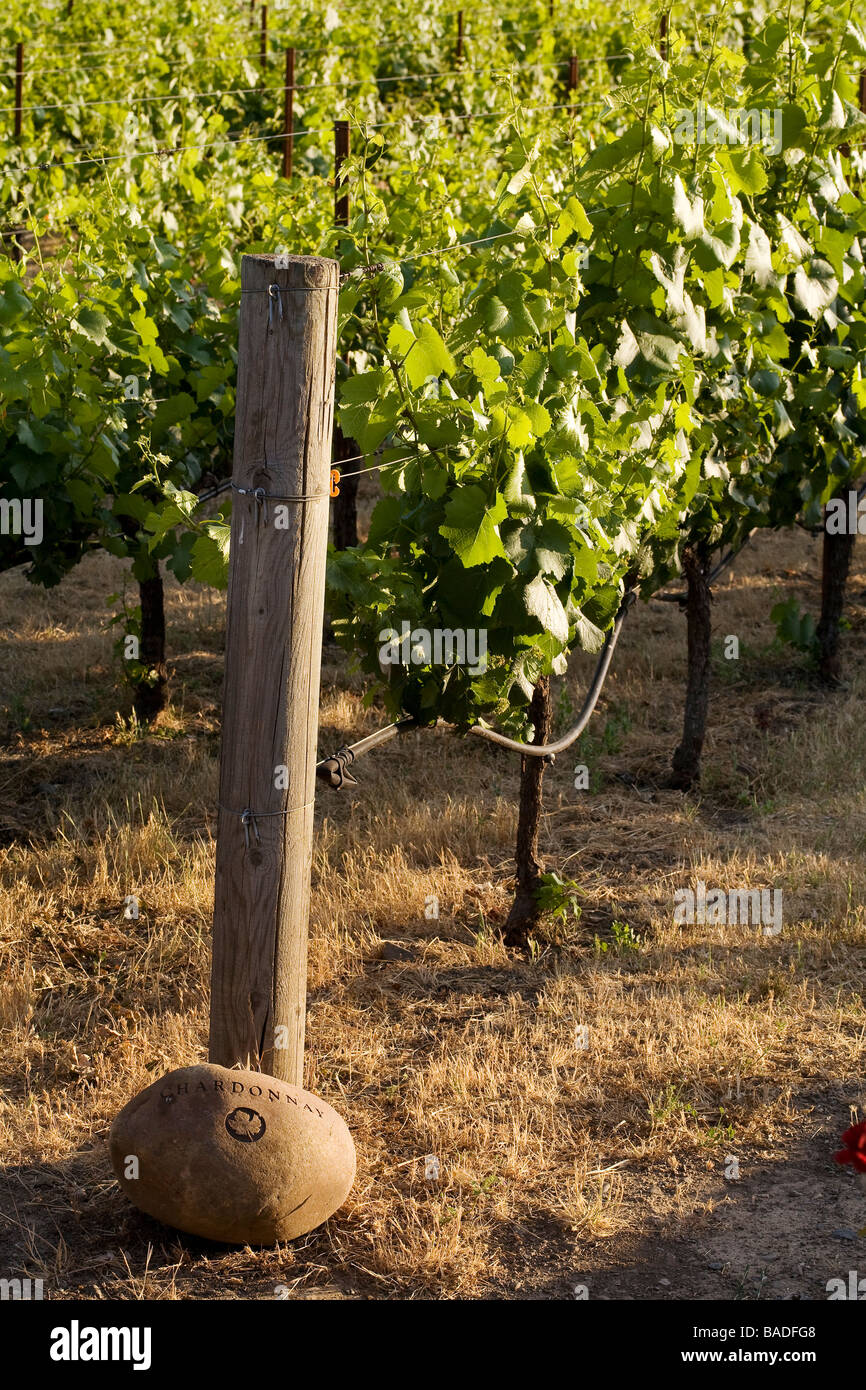 United States, California, Napa Valley, Oakville, Robert Mondavi Winery, vineyards Stock Photo