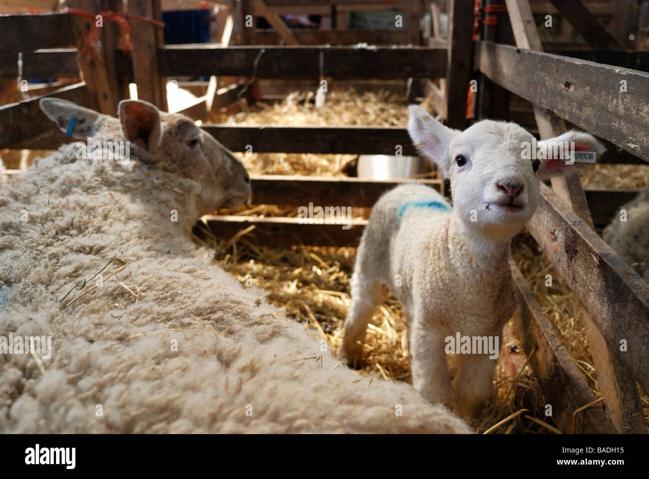A newborn lamb in a pen with its mother looking at camera Stock Photo ...