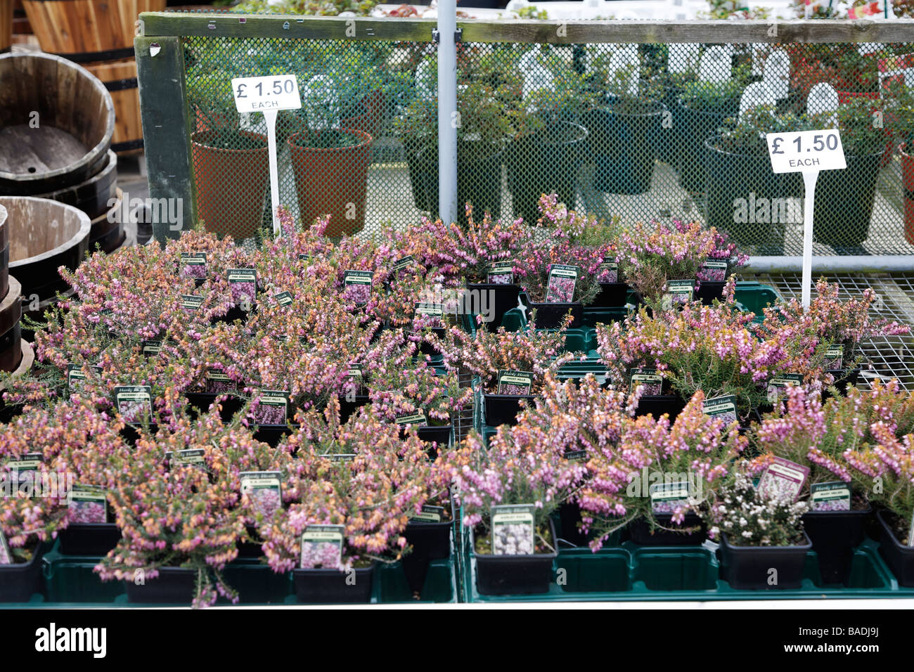 Heather plants in pots for sale garden centre Stock Photo Alamy