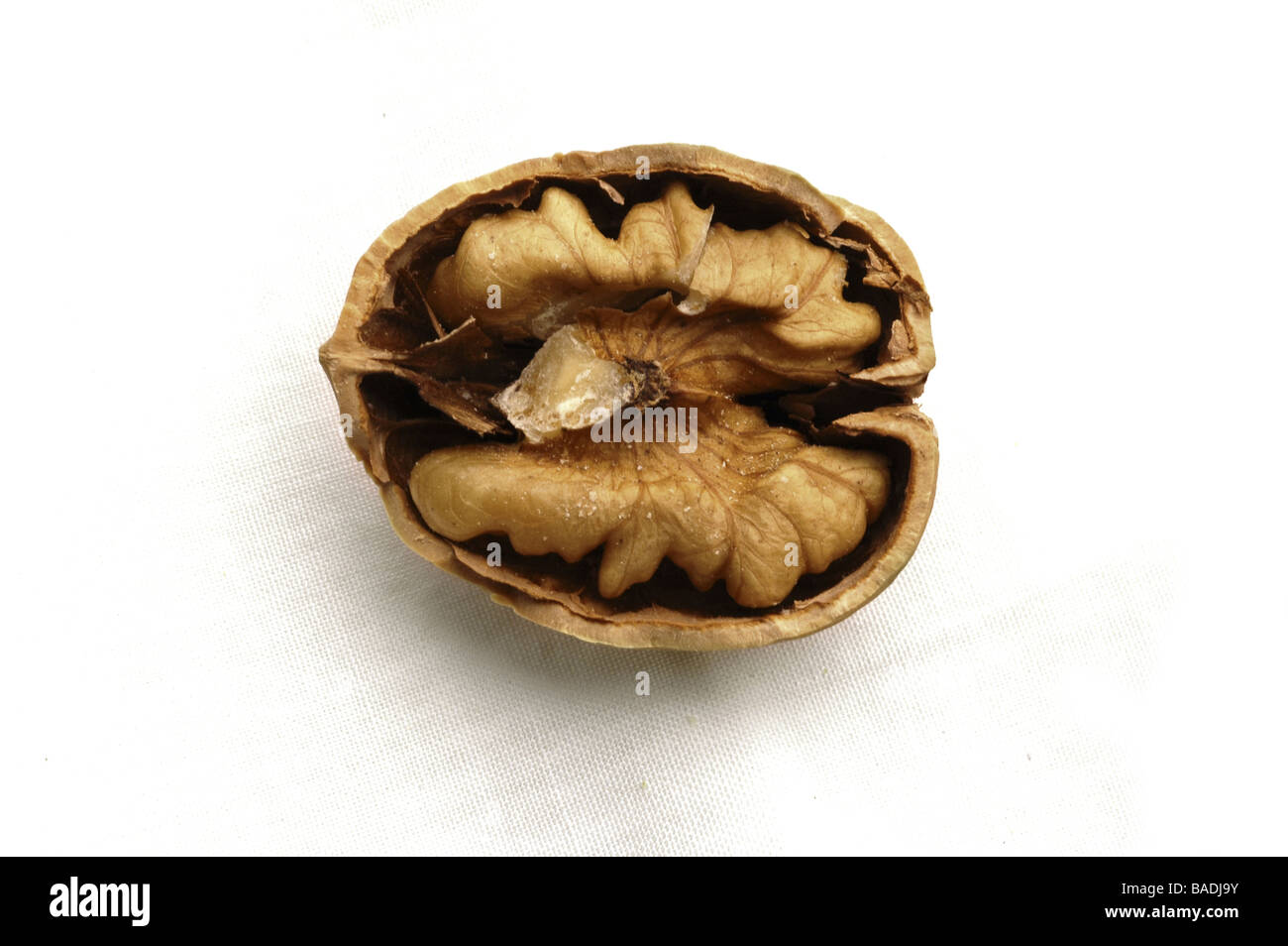 Wallnuts Not Ripe Wallnut fruits hi-res stock photography and images - Alamy