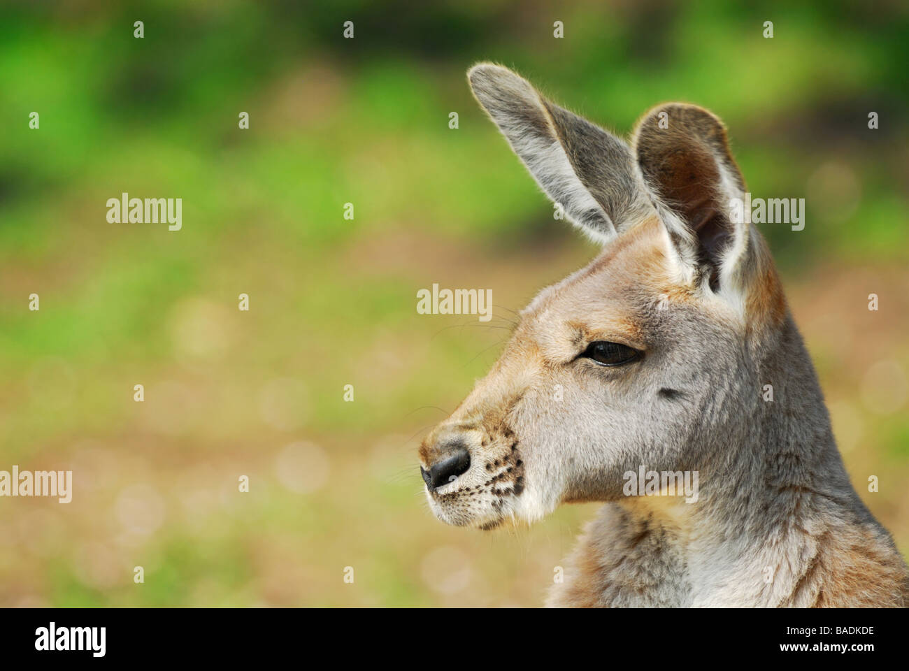 close up of a beautiful Red Kangaroo Macropus rufus Stock Photo