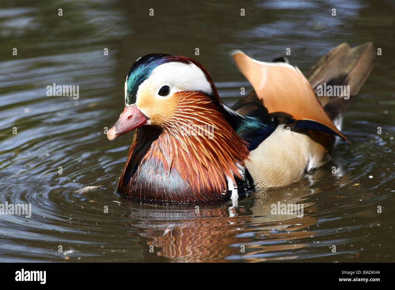 Male Mandarin Duck Aix galericulata Swimming With Water Ripples Taken ...