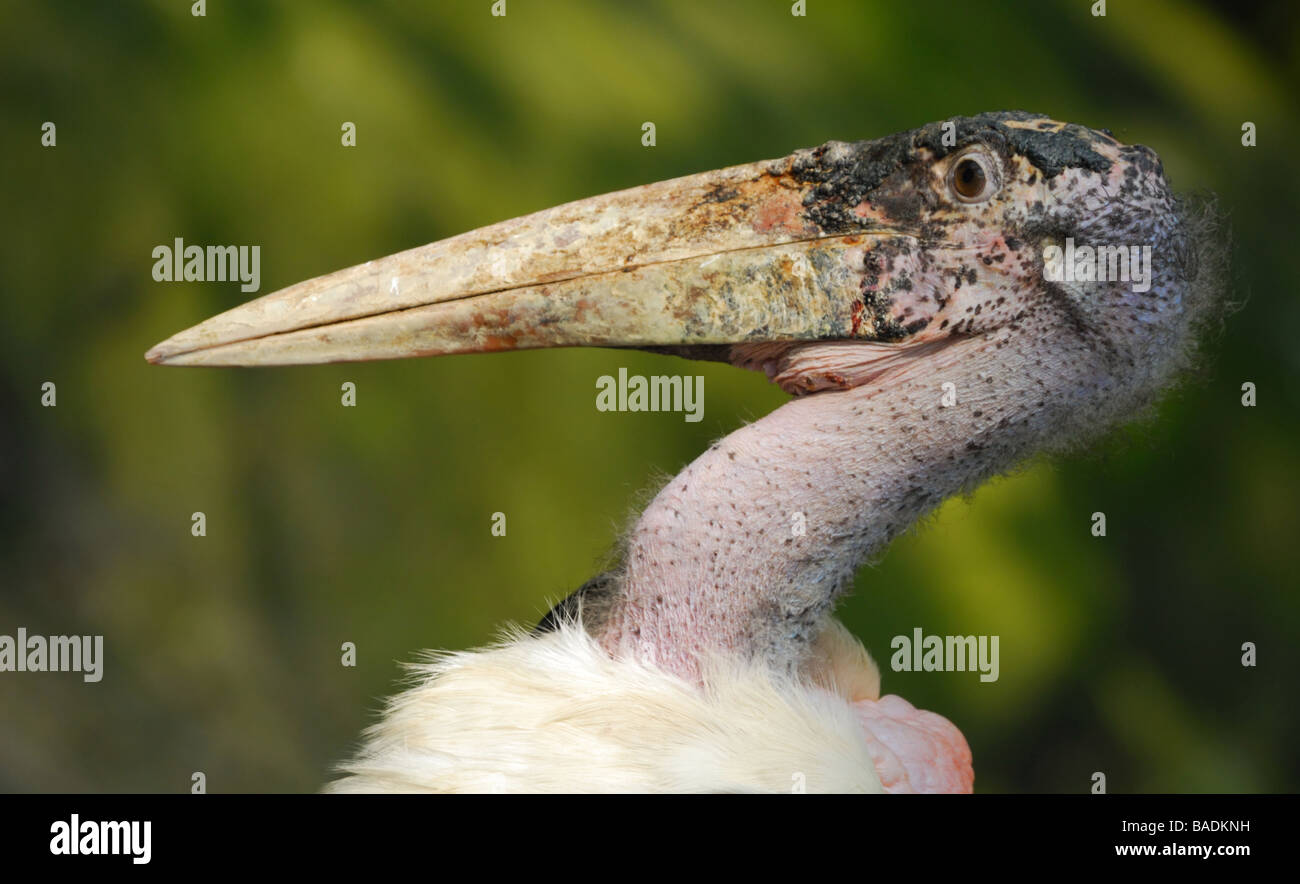 close up of a Marabou Stork Leptoptilos crumeniferus Stock Photo