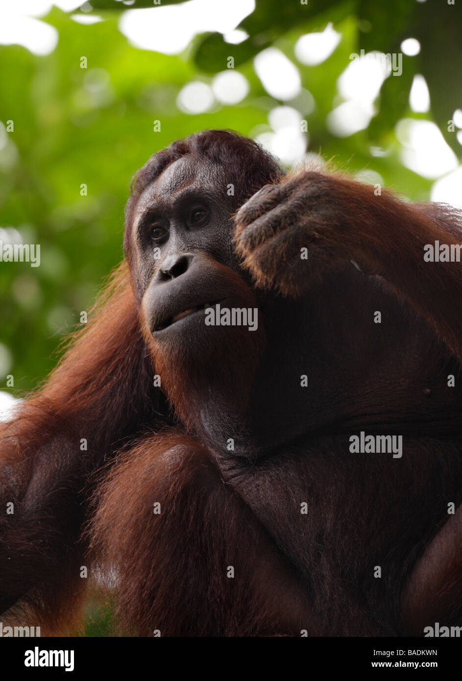 Portrait of Orang utan Pongo pygmaeus Kabili Sepilok Rainforest Reserve Borneo Stock Photo