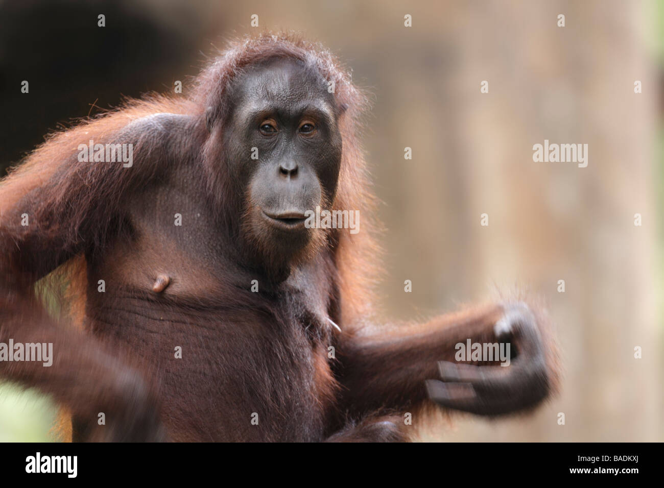 Orang utan Kabili Sepilok Rainforest Reserve Sabah Borneo Stock Photo