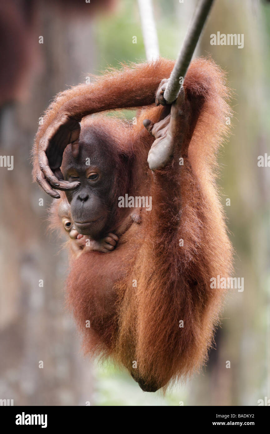 Orang utan mother and baby hanging on a rope Kabili Sepilok Rainforest Reserve Sabah Borneo Stock Photo