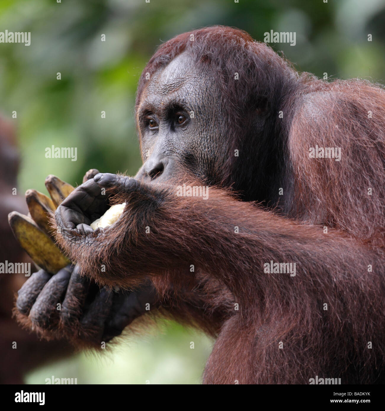 Orang utan eating bananas Kabili Sepilok Rainforest Reserve Sabah Borneo Stock Photo