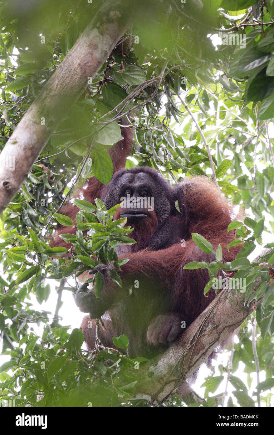 Wild mature male orang utan Pongo pygmaeus Danum Valley Conservation Area Sabah Borneo Stock Photo