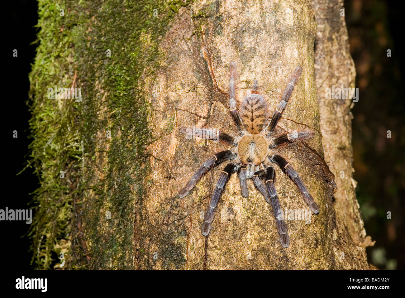 Tarantula spider Danum Valley Conservation Area Sabah Borneo Stock Photo