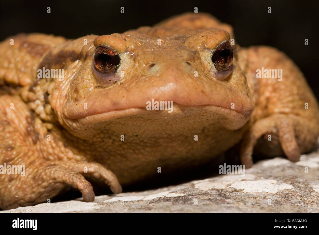 Portrait of a Common Toad Bufo bufo Peloponnese Greece Stock Photo