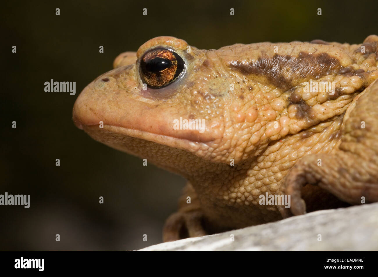 Portrait of a Common Toad Bufo bufo Greece Stock Photo
