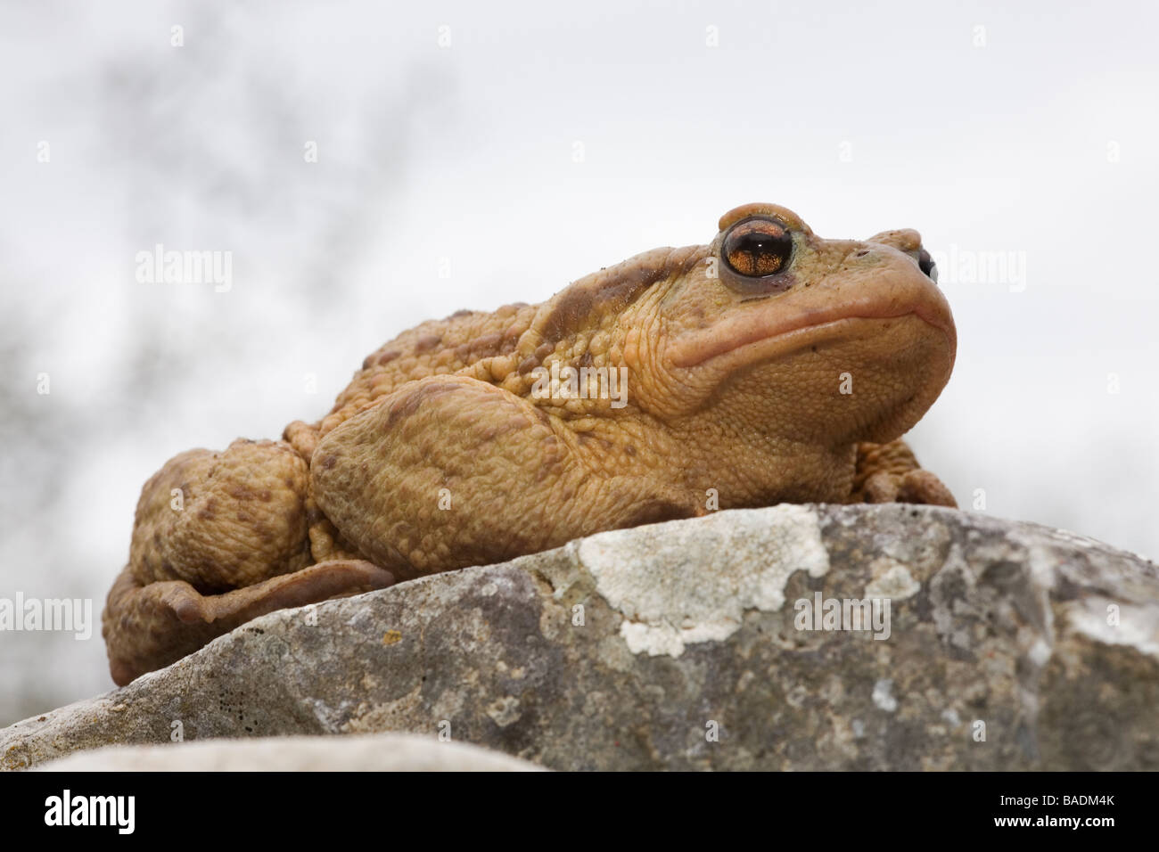 Portrait of a Common Toad Bufo bufo Greece Stock Photo