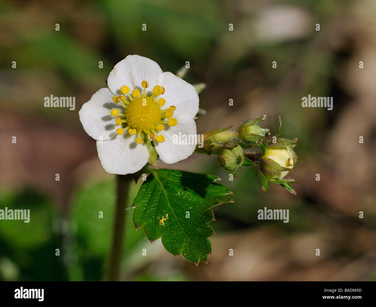 Strawberry flower buds hi-res stock photography and images - Alamy