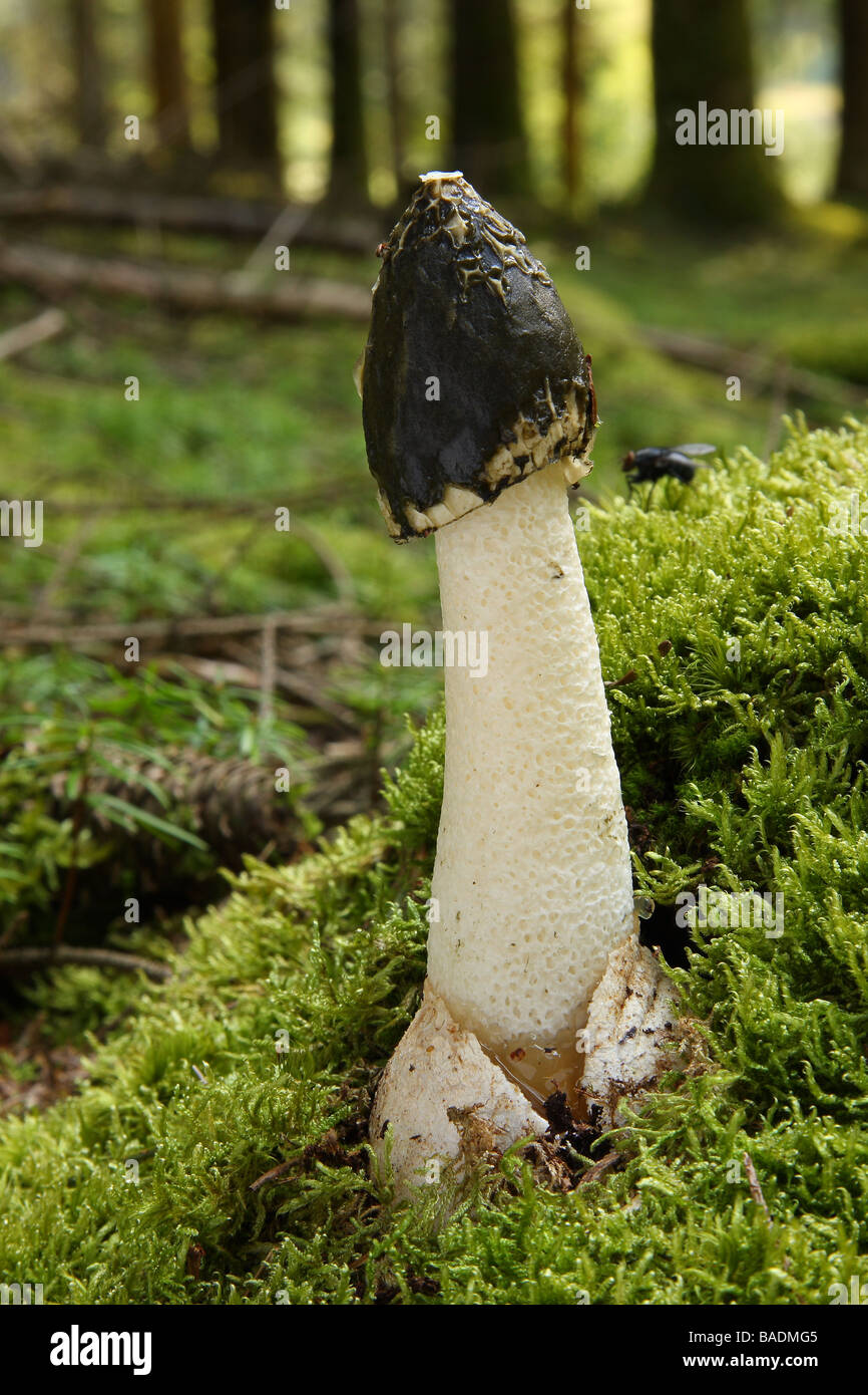 A Stinkhorn fungus growing in moss Phallus impudicus Limousin France Stock Photo