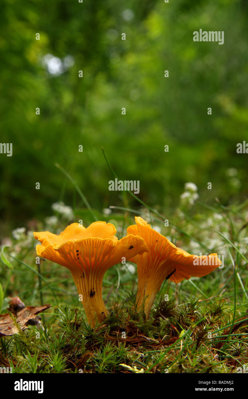 Two Chanterelle fungi Cantharellus cibarius in woodland Limousin France Stock Photo
